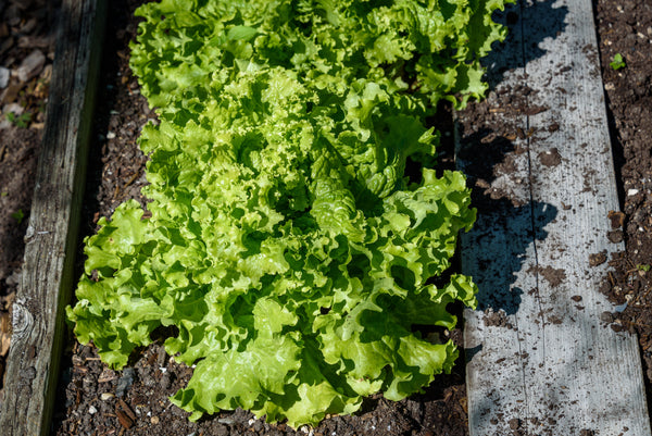 Green Ice Lettuce