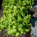 Green Ice Lettuce Seeds