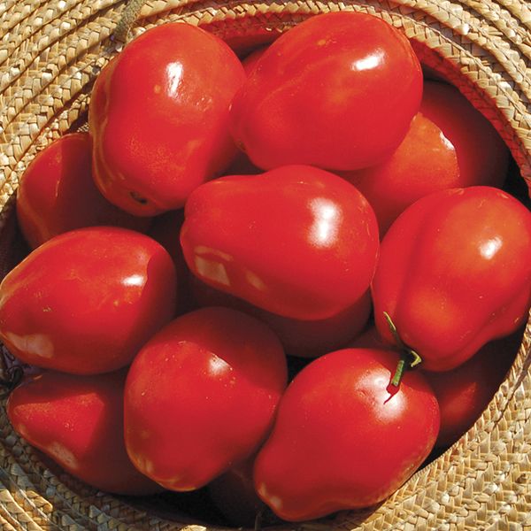 Tomato - Roma Vf Paste