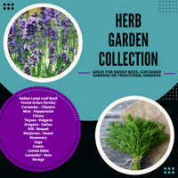 Rohrer's Herb Garden Seed Collection, 9000+ Seeds