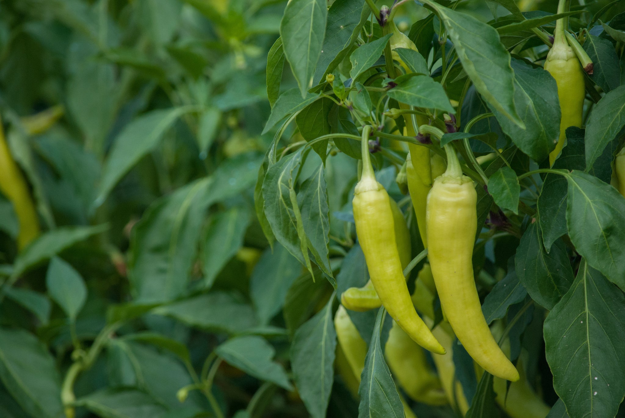 Pepper Seeds — Rohrer Seeds