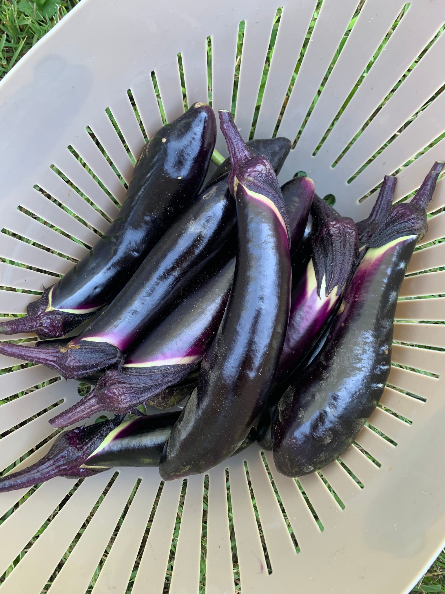 Millionaire Hybrid Eggplant, Eggplant: Vermont Bean