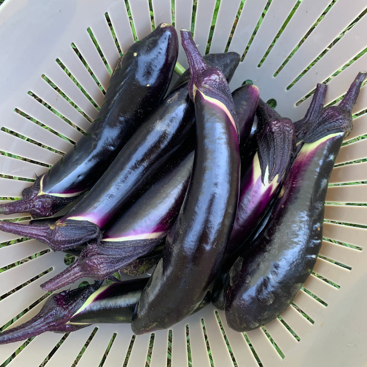 eggplantページ IMG_4553_1200x1200_crop_center