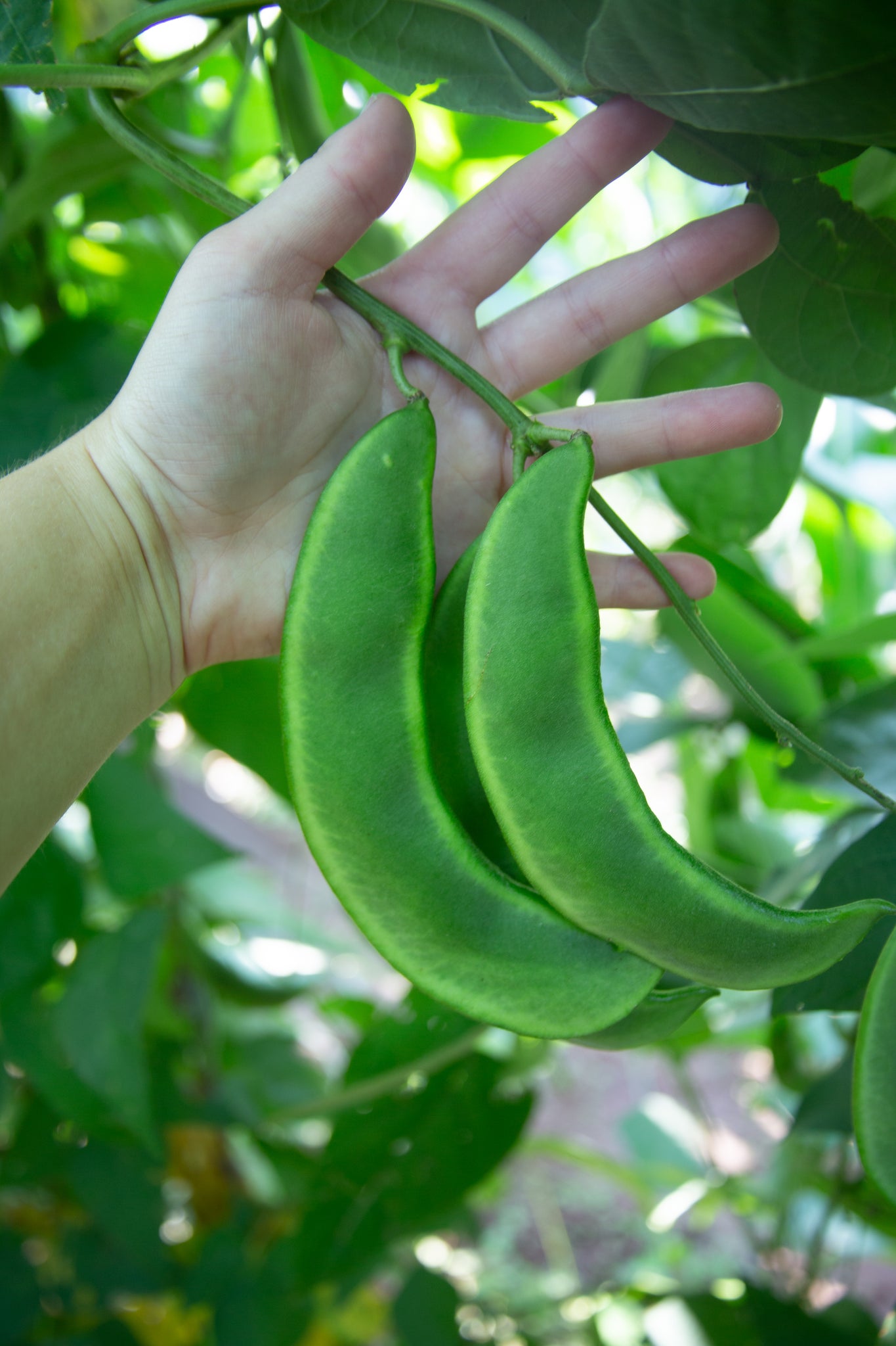 dr-martin-pole-lima-bean-seeds-rohrer-seeds