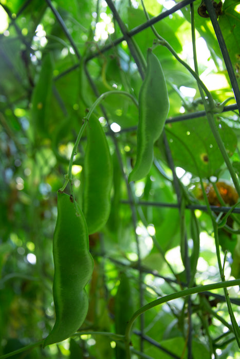 lima bean seed planting Dr. Martin Pole Lima Bean Seeds — Rohrer Seeds