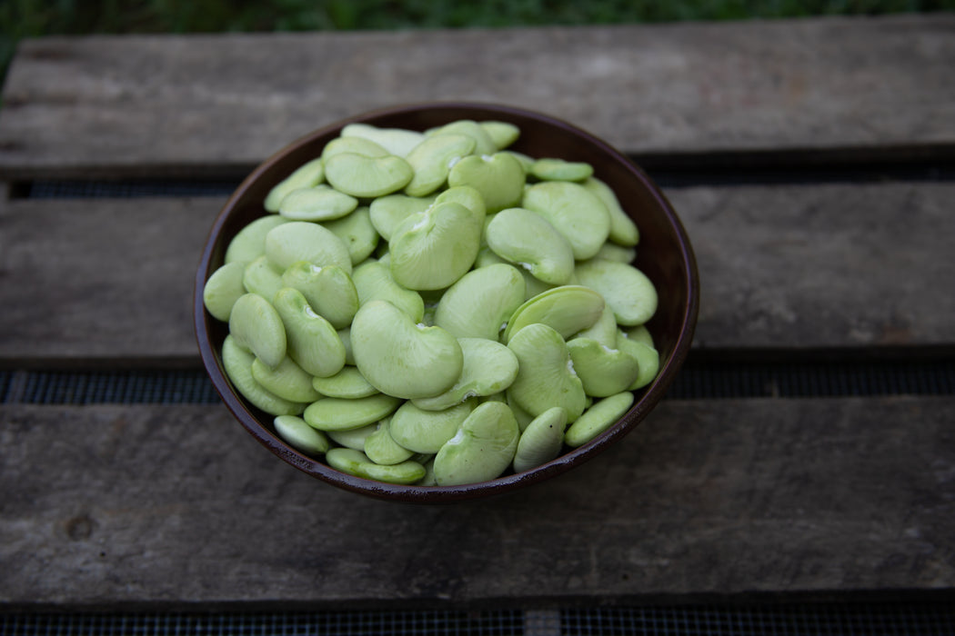 (Sold out for 2024) Dr. Martin Pole Lima Bean Seeds