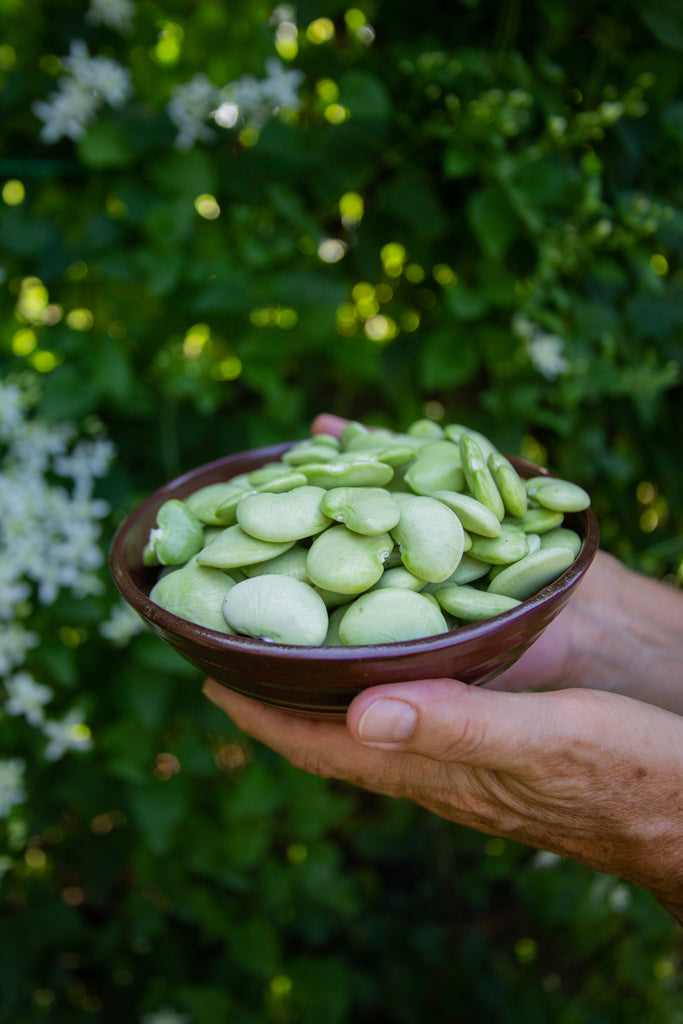 lima 6 herbicide Dr. Martin Pole Lima Bean Seeds — Rohrer Seeds