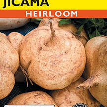 jicama seeds for planting Jicama — Rohrer Seeds