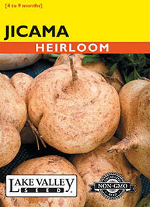 Low calorie, mild and crunchy, Jicama is an edible root favored for salads and stir-fries.