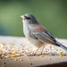 Bird Pro Premium Nyjer Thistle Seed (5 lb)