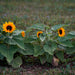 Junior Sunflower Seeds