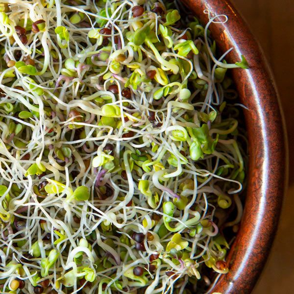 Sprouting Seeds - Kale