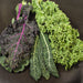 Kaleidoscope Mix Kale (800 seeds), Container Collection