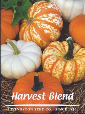 Mini Harvest Blend Pumpkin