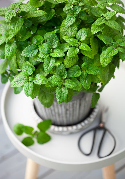 Lemon Balm Seeds  Rohrer Seeds