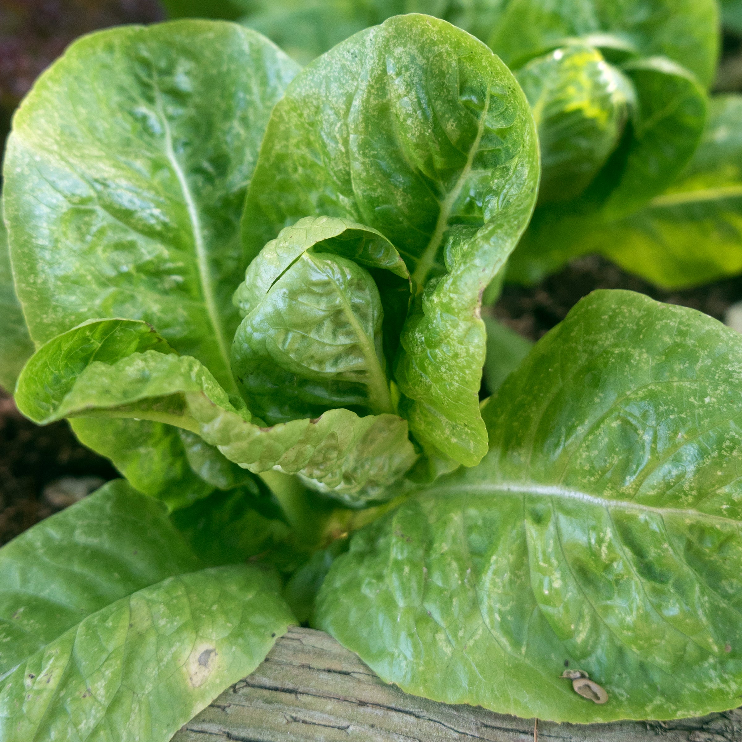 Little Gem Romaine Lettuce Cc Pkt?_pos=19&_sid=4db65d66e&_ss=r