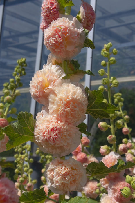 Majorette Double Champagne Hollyhock Seeds