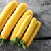 Max's Gold F1 Hybrid Summer Squash (15 seeds), Container Collection