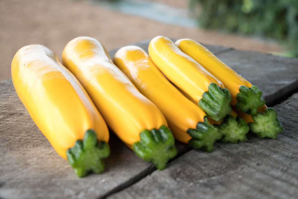イチジク小苗　Gold Rush ㊿ Amazon.com : Goldrush Hybrid Yellow Zucchini Squash Seeds
