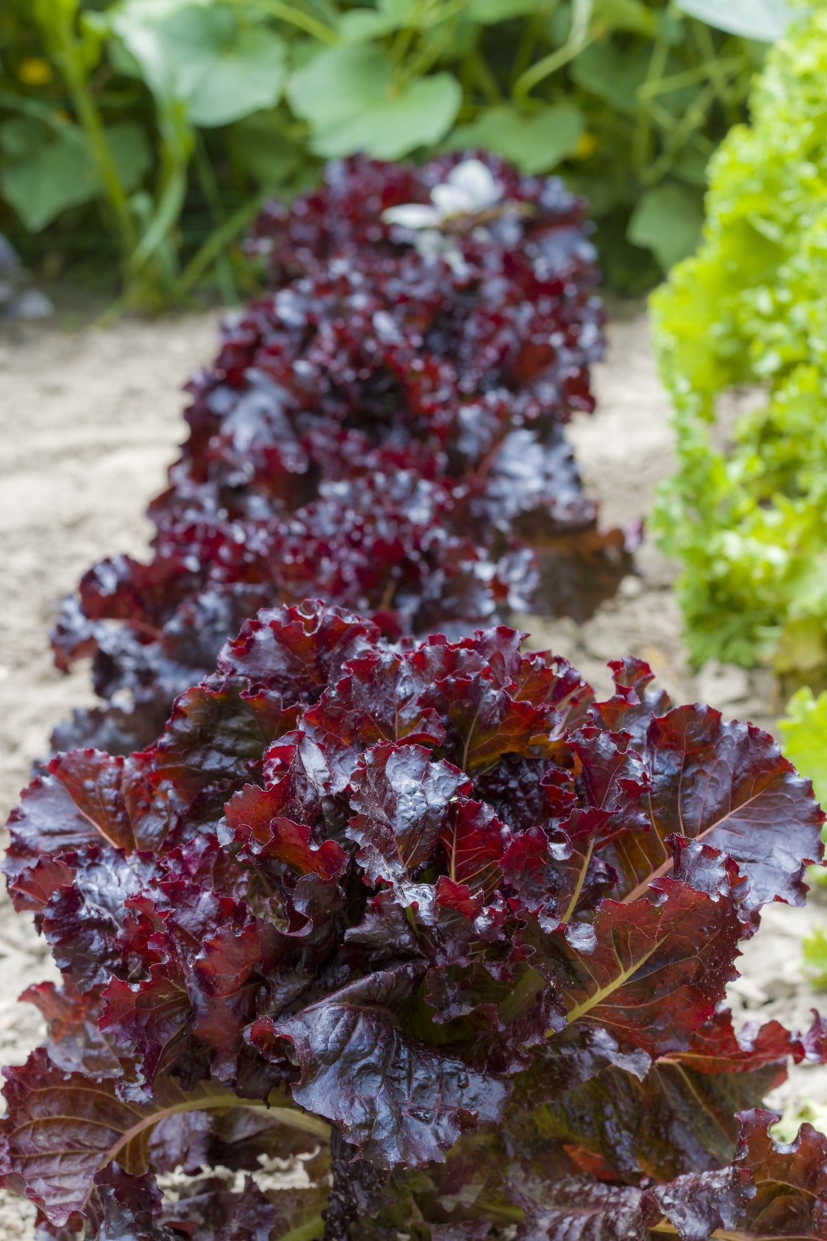 Merlot Lettuce Seeds — Rohrer Seeds