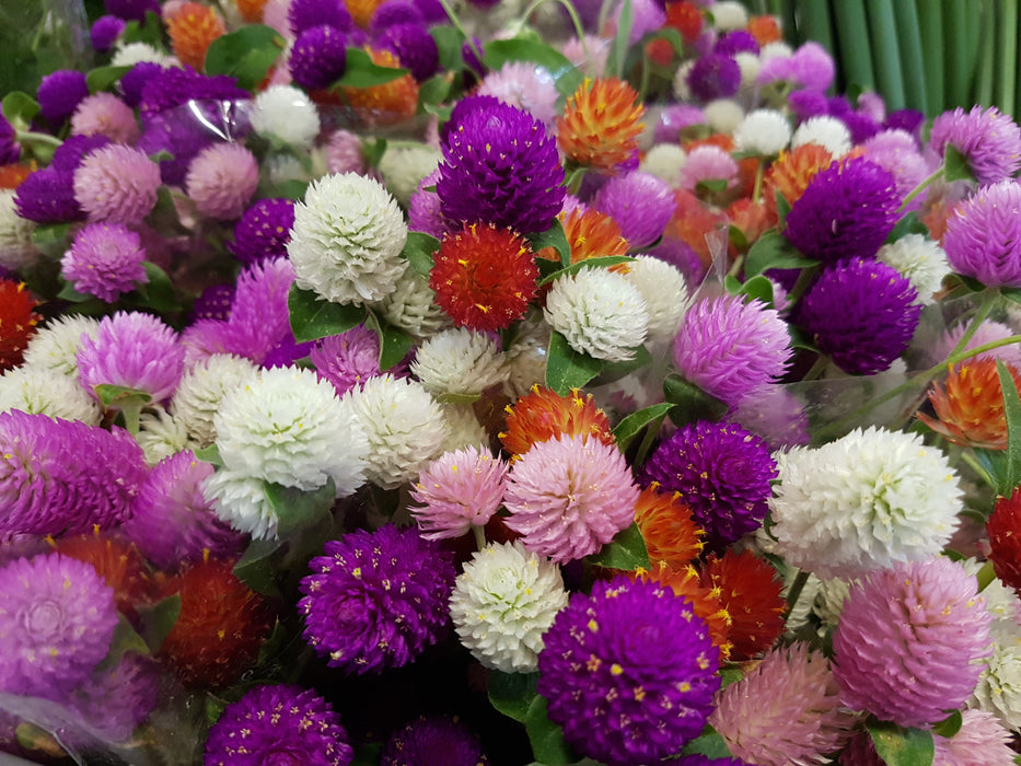 planting globe amaranth seeds Tall Mixed Colors Globe Amaranth (Gomphrena) Seeds — Rohrer Seeds