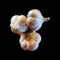 Svea Hardneck Garlic Bulbs (3 Bulbs/Pk)