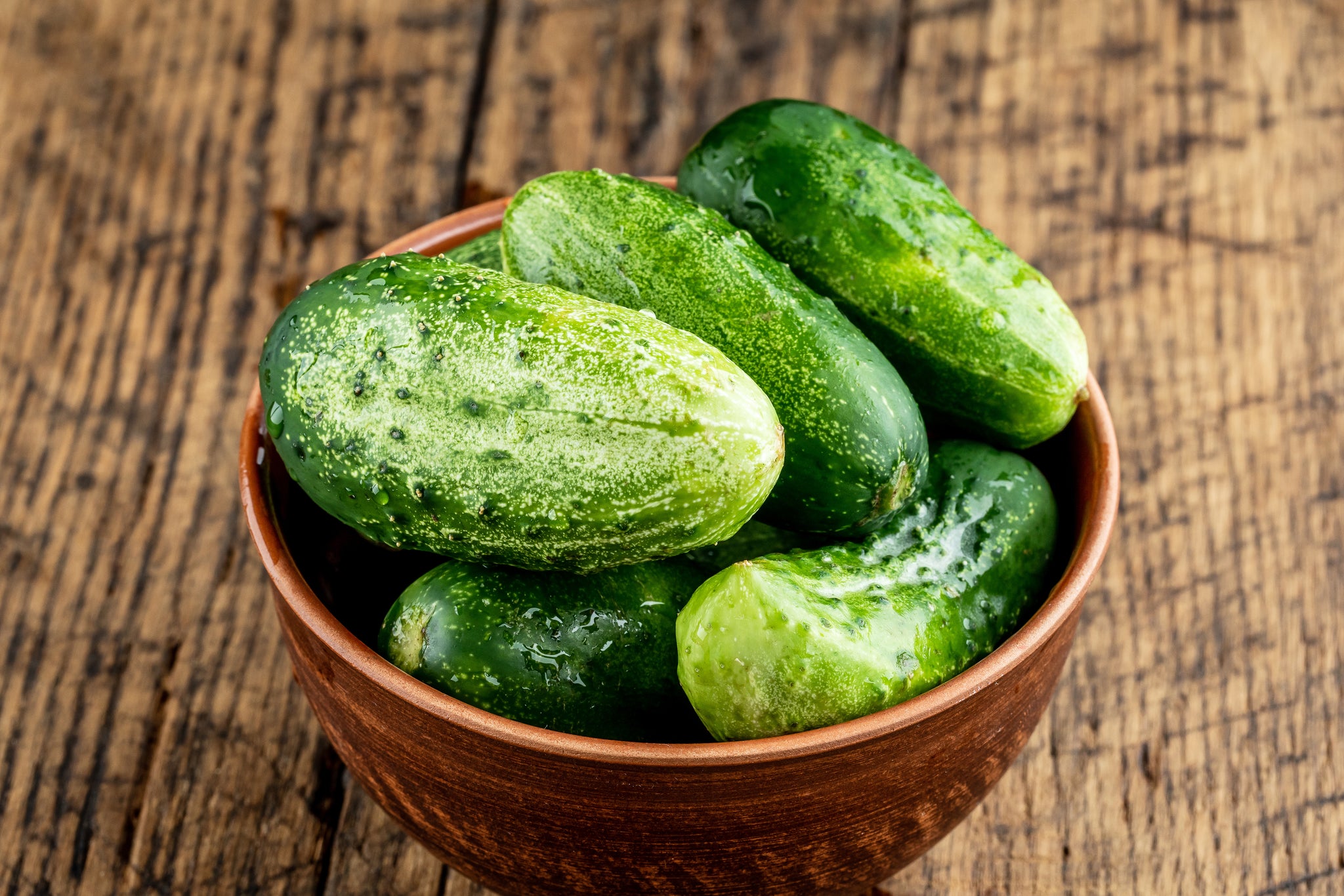 National Pickling Cucumber | Rohrer Seeds