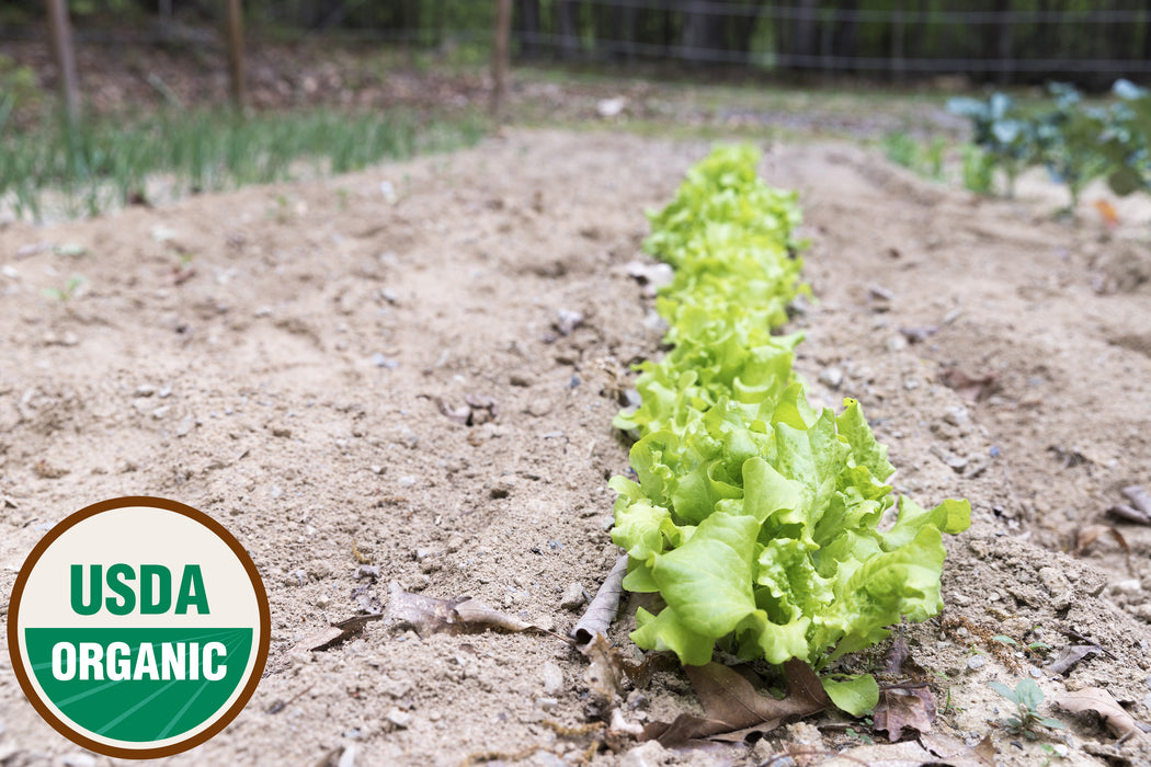 lettuce seeds for planting Organic Lettuce Seeds