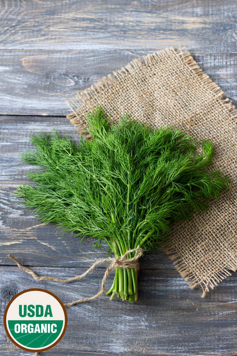 organic dill seeds for planting Rohrer's Seed Dill Bouquet Organic Seeds, 1.5 Gram Packet