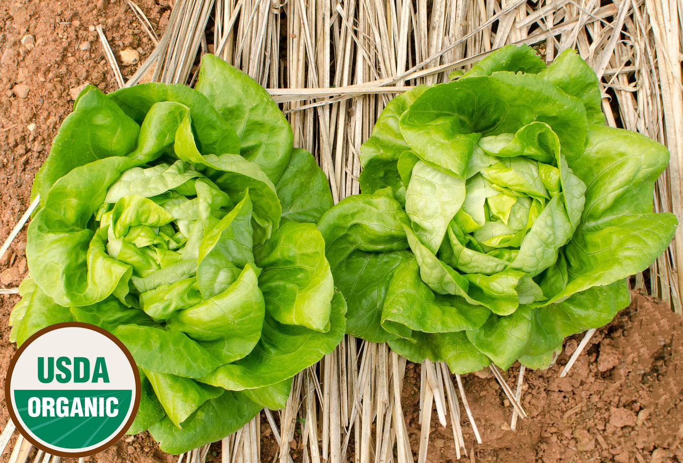 Lettuce - Butterhead/Bibb - Organic