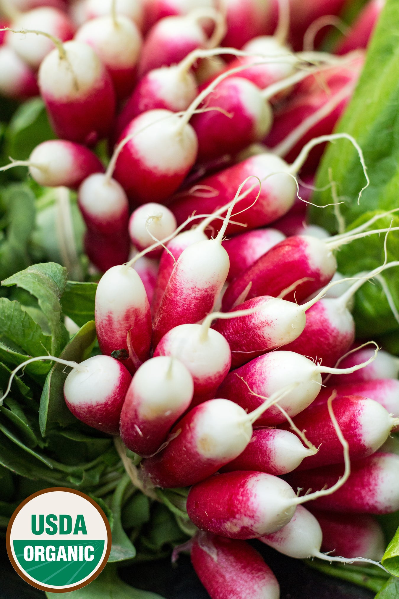 Radish - Organic