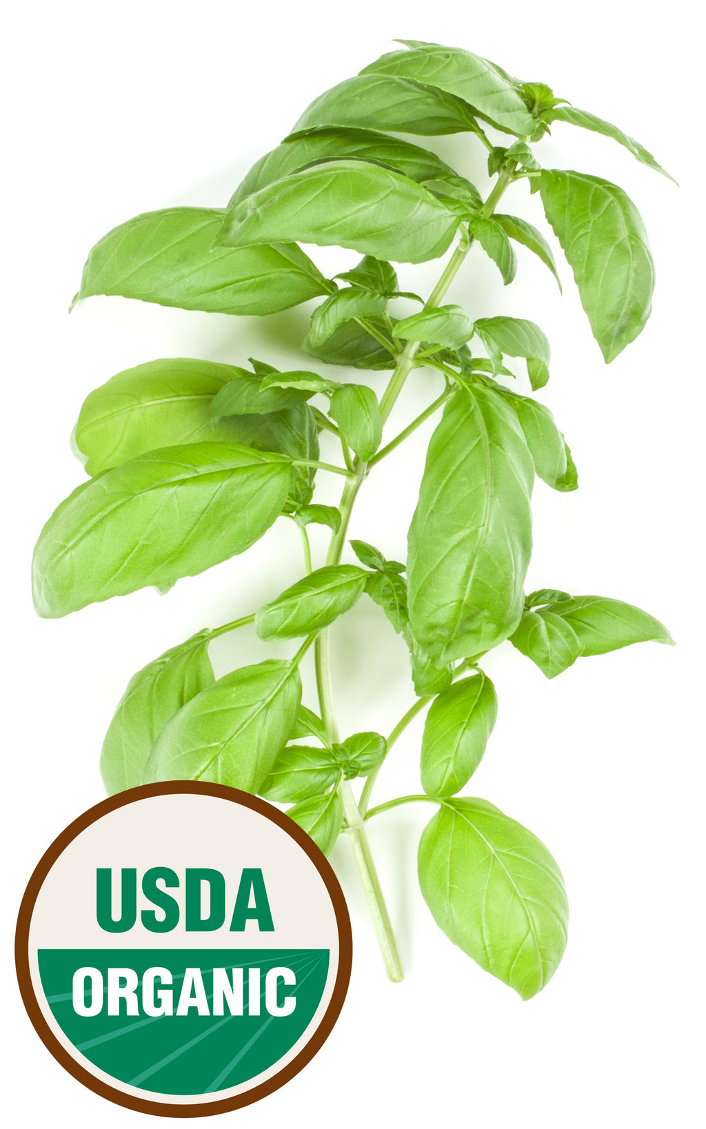 Basil Seeds — Rohrer Seeds