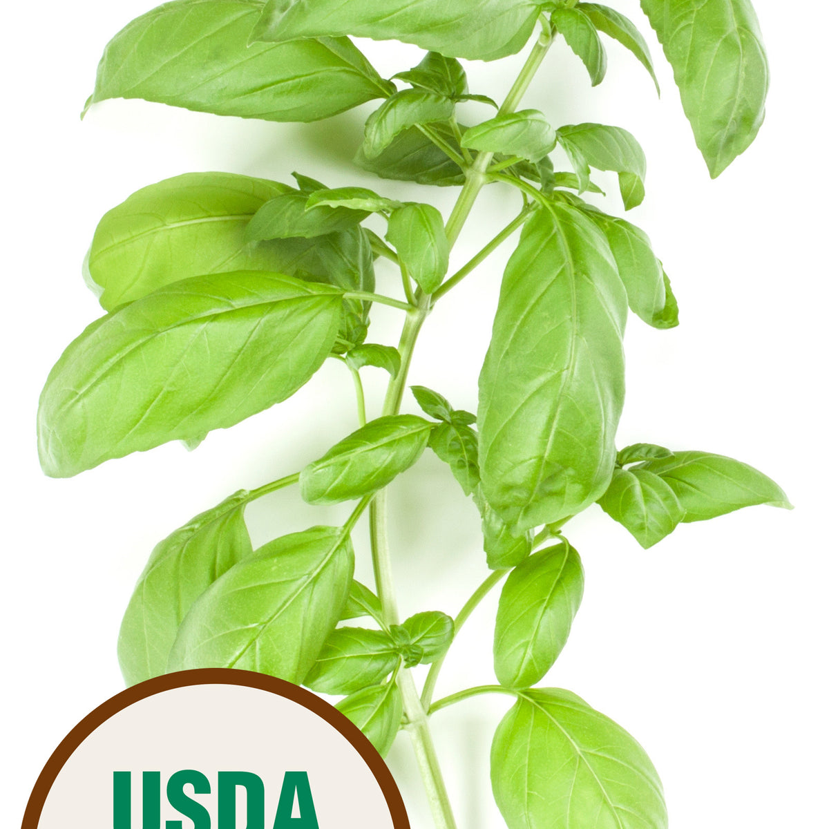 Organic Basil Seeds USDA Large Leaf Sweet Basil 300 Seeds