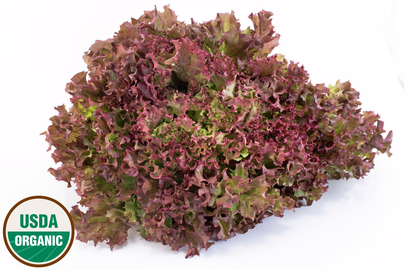 Lettuce - Loose Leaf - Organic