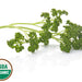 Organic Parsley Seeds - Moss Curled (500 Seeds)