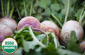 Organic Turnip Seeds - USDA Purple Top White Globe (1,500 Seeds)