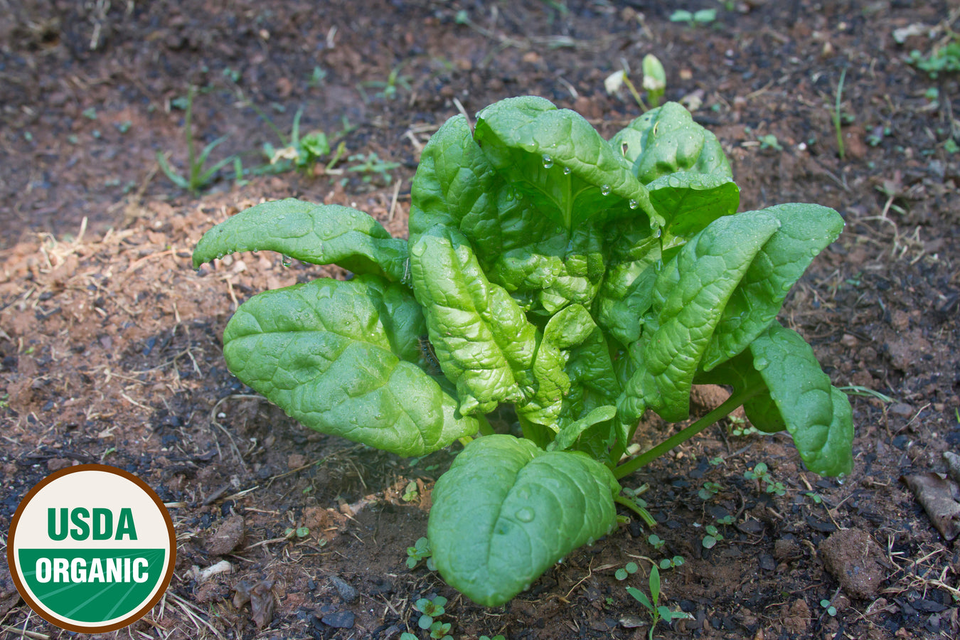 Spinach - Organic