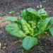 Organic Spinach Seeds - USDAWinter Giant (250 Seeds)