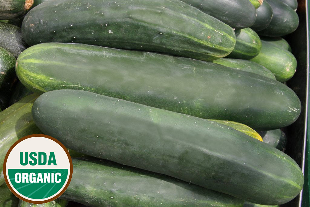 Organic Cucumber Seeds USDA Straight 8 (100 Seeds) — Rohrer Seeds