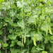 Organic Sugar Peas - USDA Oregon Sugar Pod II (75 Seeds)