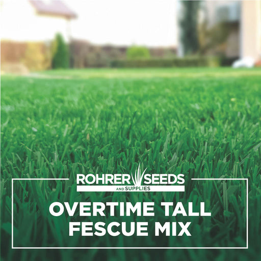 winter grass seed lowe's Overtime Tall Fescue Grass Seed — Rohrer Seeds