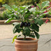 Patio Baby F1 Hybrid Eggplant (10 seeds), Container Collection