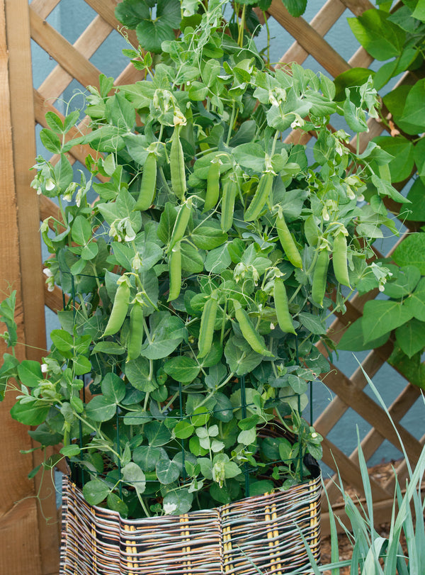 Patio Pride Pea (60 seeds), Container Collection