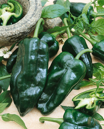 Poblano Hot Pepper (20 seeds), Container Collection