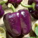 Purple Beauty Bell Pepper (50 seeds), Container Collection