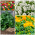 Rohrer's Pollinator Seed Collection, 7000+ Seeds