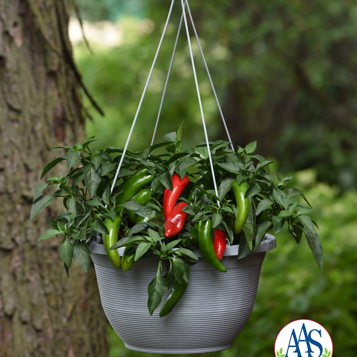 Pot A Peno Jalepeno Hot Pepper Cc Pkt?_pos=20&_sid=aa7119d8d&_ss=r