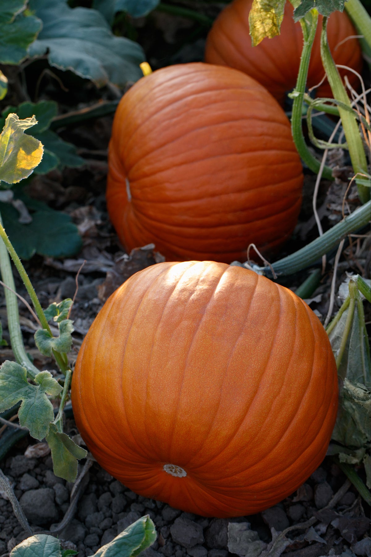 grass herbicide for pumpkins Hijinks F1 Pumpkin Seeds — Rohrer Seeds