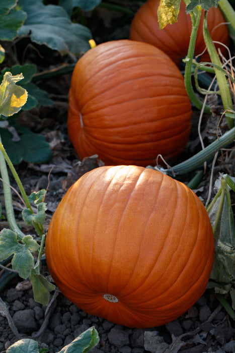 pumpkin herbicide agtalk Hijinks F1 Pumpkin Seeds