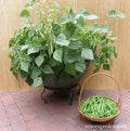 French Mascotte Container Bush Bean